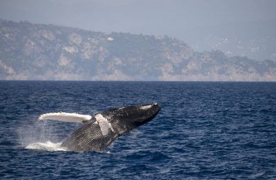 megattere in liguria