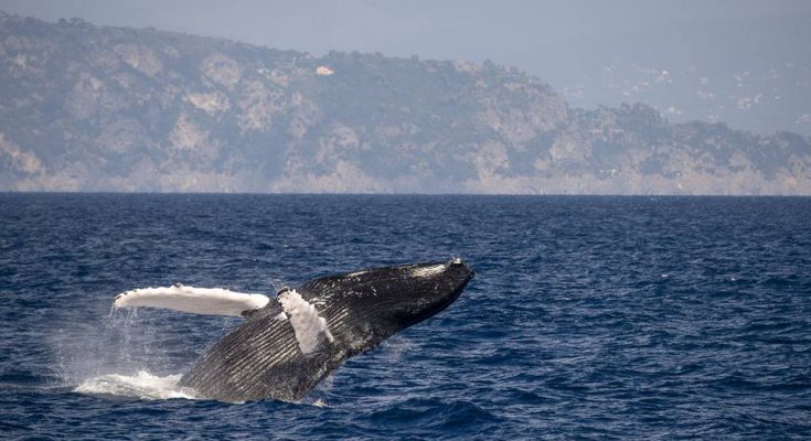 megattere in liguria