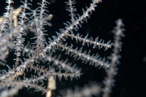 corallo nero