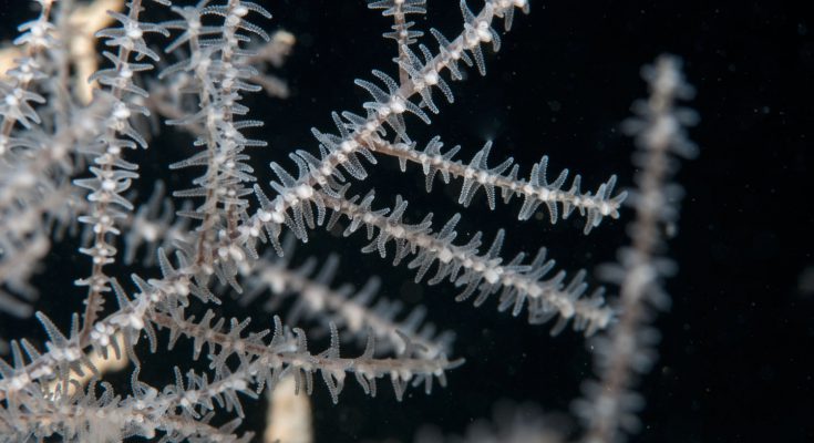 corallo nero