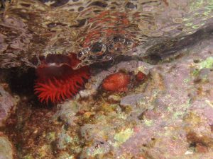 Snorkeling nel mar Ligure