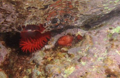 Snorkeling nel mar Ligure