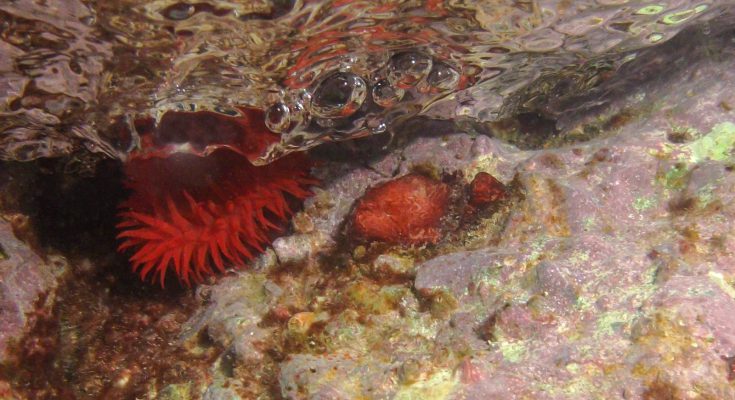 Snorkeling nel mar Ligure