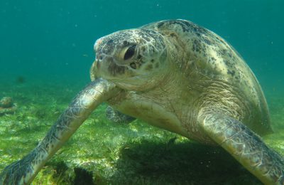 Tra noi e le tartarughe