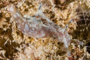 Nudi a pelo d'acqua