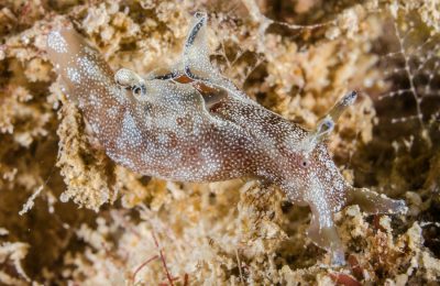 Nudi a pelo d'acqua