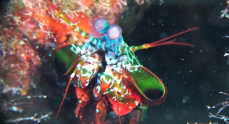 Un meraviglioso arcobaleno di cazzotti. The Peacock Mantis Shrimp  PARTE II