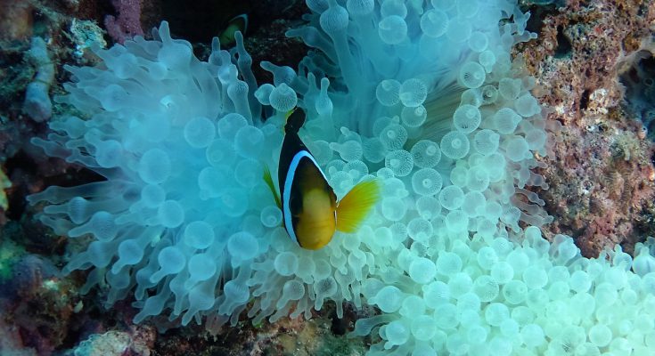 A Nemo è sbiancata la casa