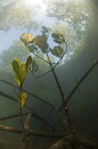 Mangrovie - dove la foresta incontra il mare