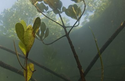 Mangrovie - dove la foresta incontra il mare