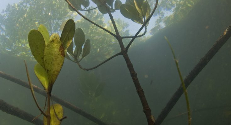 Mangrovie - dove la foresta incontra il mare