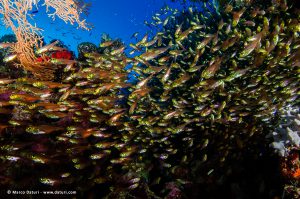 Un tuffo sul reef... all'asciutto!