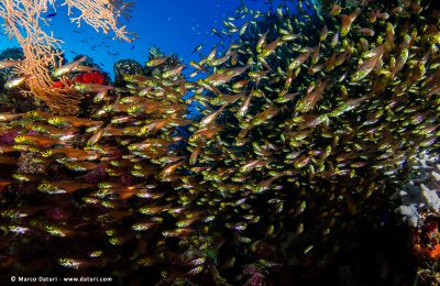 Un tuffo sul reef... all'asciutto!