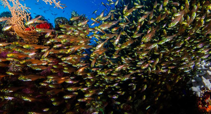 Un tuffo sul reef... all'asciutto!