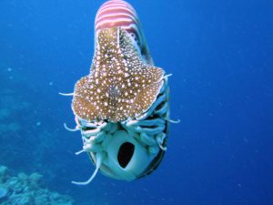 Il capitano Nemo mi deve un favore: il Nautilus