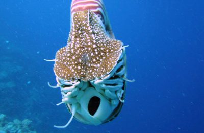 Il capitano Nemo mi deve un favore: il Nautilus