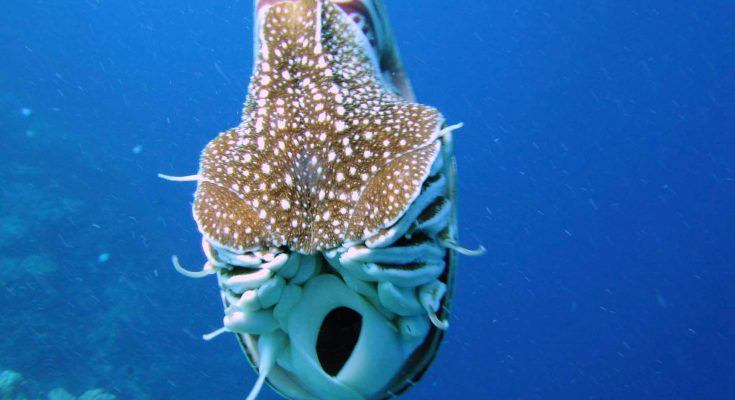 Il capitano Nemo mi deve un favore: il Nautilus