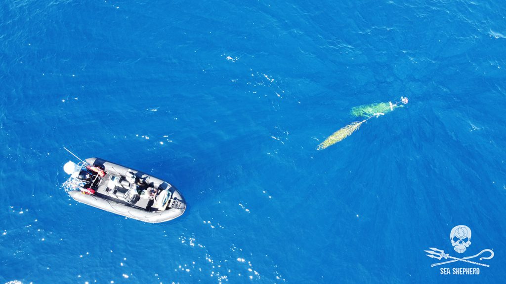 Sea Shepherd in Mediterraneo