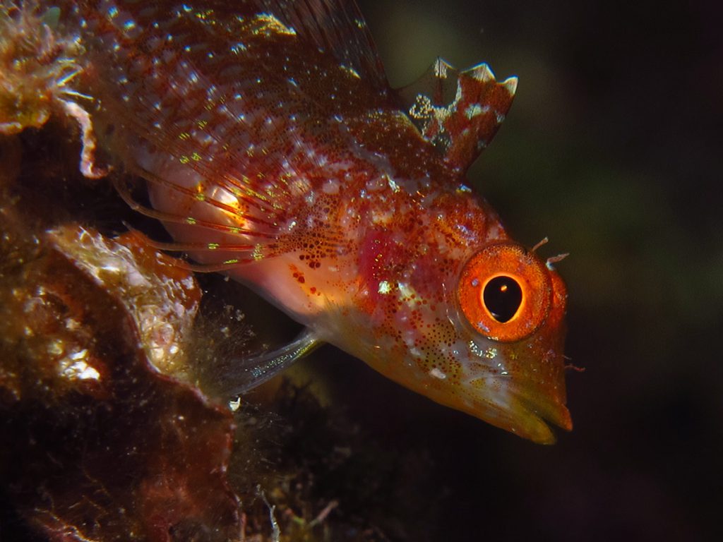 golfo dei poeti immersioni sub pesce di reef