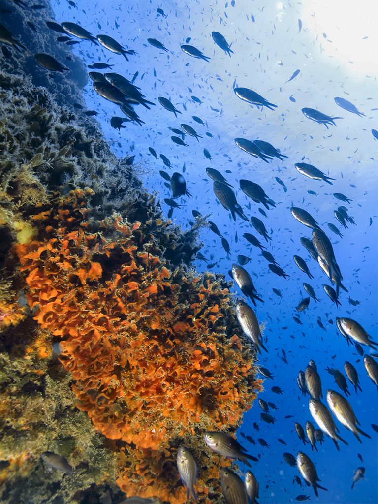 fondali golfo dei poeti liguria pesci su reef