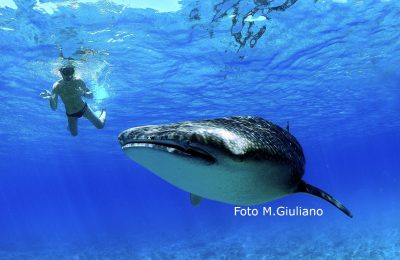 lo squalo balena- il gigante del mare