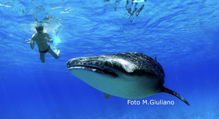 lo squalo balena- il gigante del mare