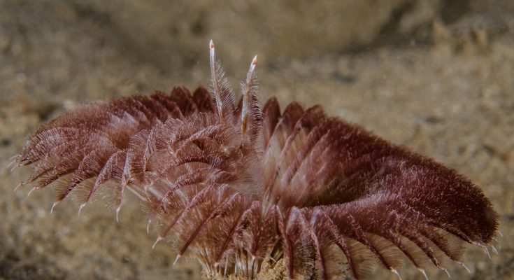 Snorkeling nel deserto