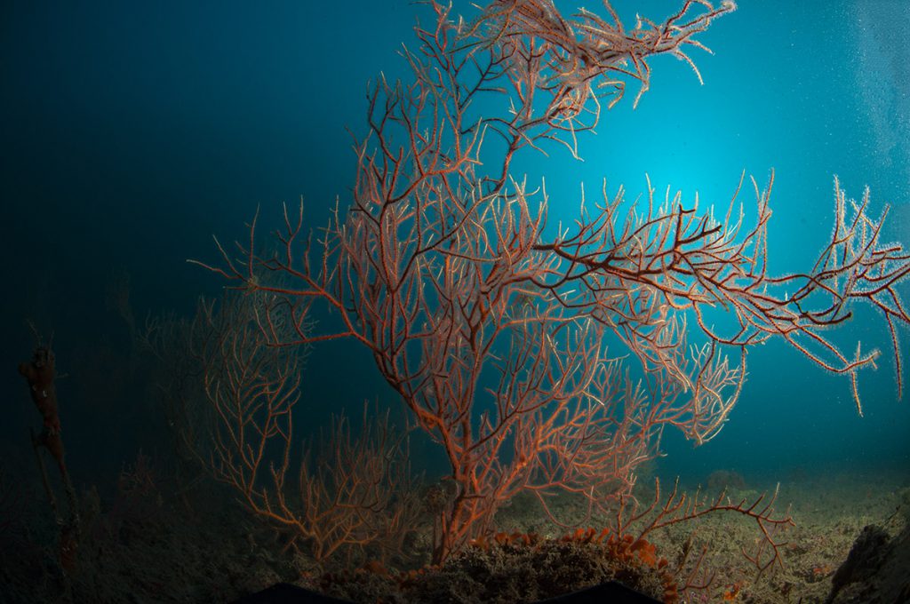 golfo dei poeti posidonia su fondale marino