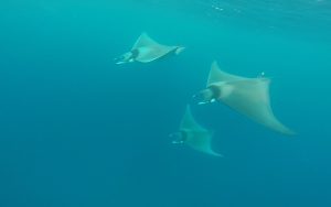 Mediterraneo…e un buongiorno alla Maldiviana