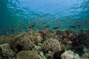 Viaggio naturalistico a Komodo