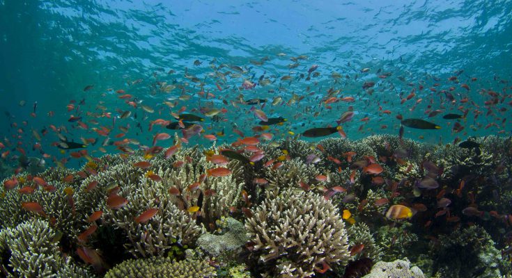 Viaggio naturalistico a Komodo