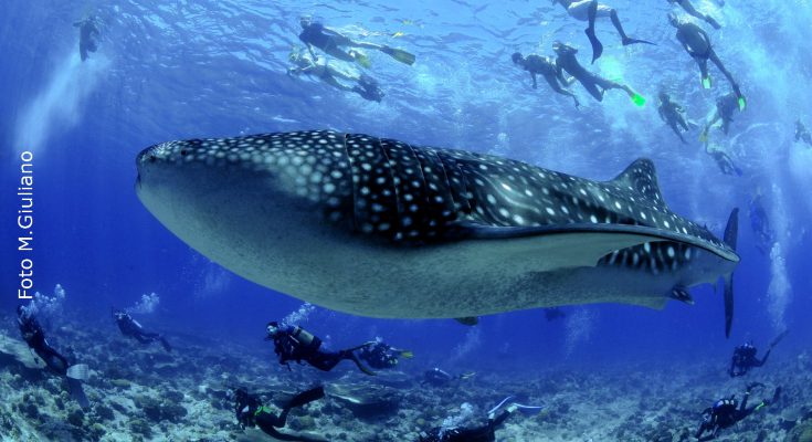 Cos’è lo snorkeling? Sport, attività o divertimento?