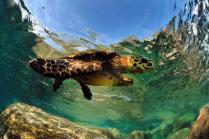 Piccoli snorkelisti crescono