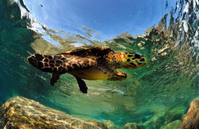 Piccoli snorkelisti crescono