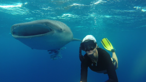 UNO SQUALO BALENA TUTTO TUO, CON MACANA MALDIVES