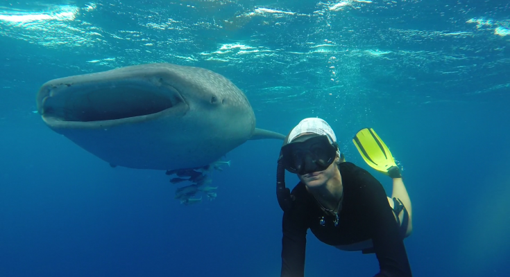 UNO SQUALO BALENA TUTTO TUO, CON MACANA MALDIVES