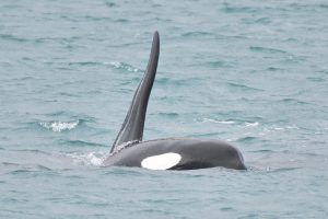 orche speronano barca