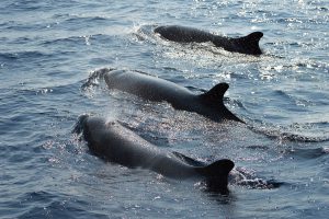 orche speronano barca