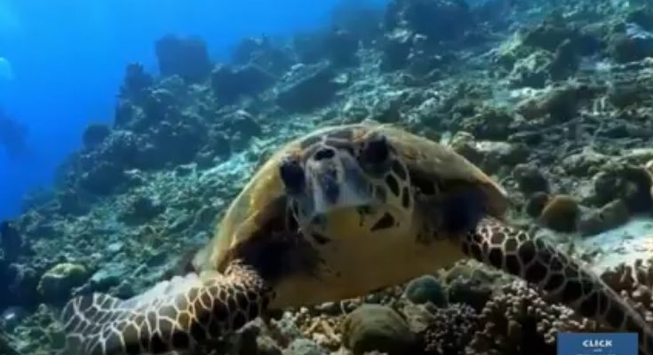 sogno oceano