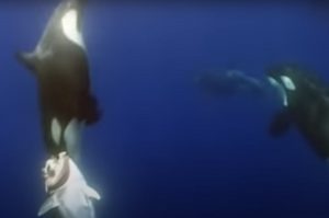 orca pescatore tonno