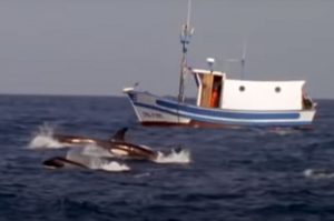 orca pescatore tonno