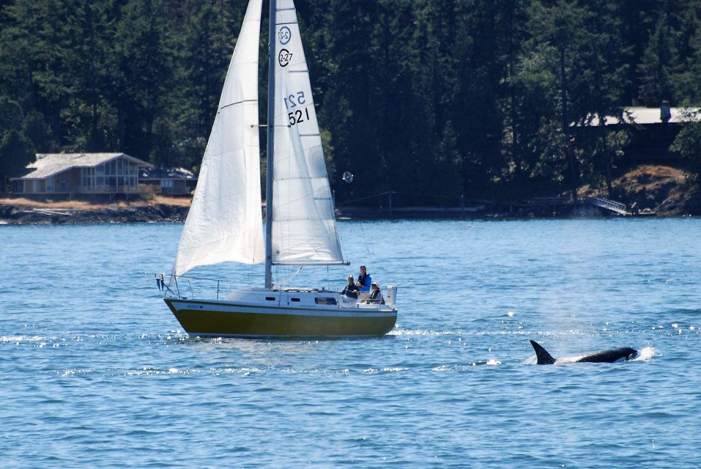 orca pescatore tonno