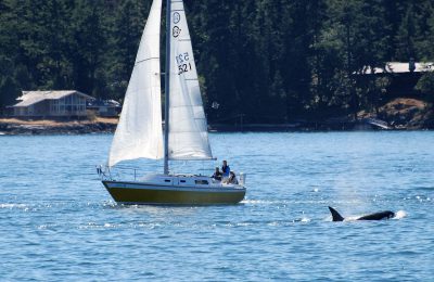 orca pescatore tonno