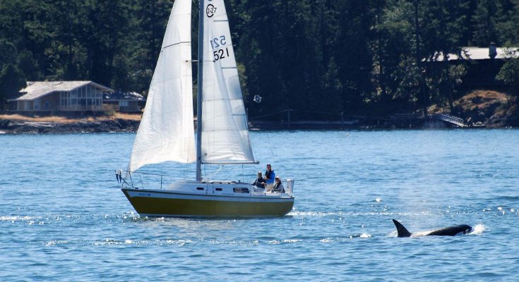 orca pescatore tonno