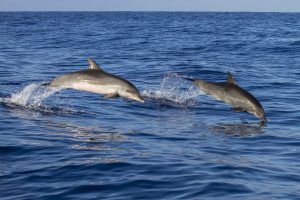 delfini rallentano i battiti