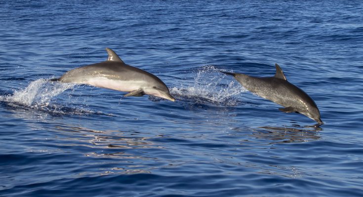 delfini rallentano i battiti