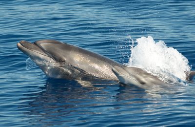 centro ricerca cetacei