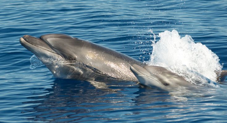 centro ricerca cetacei