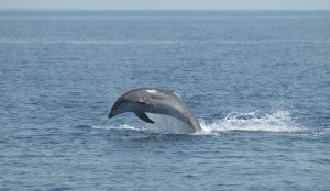 centro ricerca cetacei