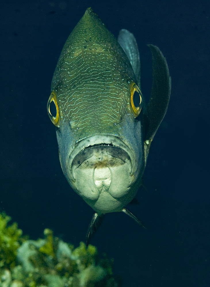 pesce di reef più vecchio